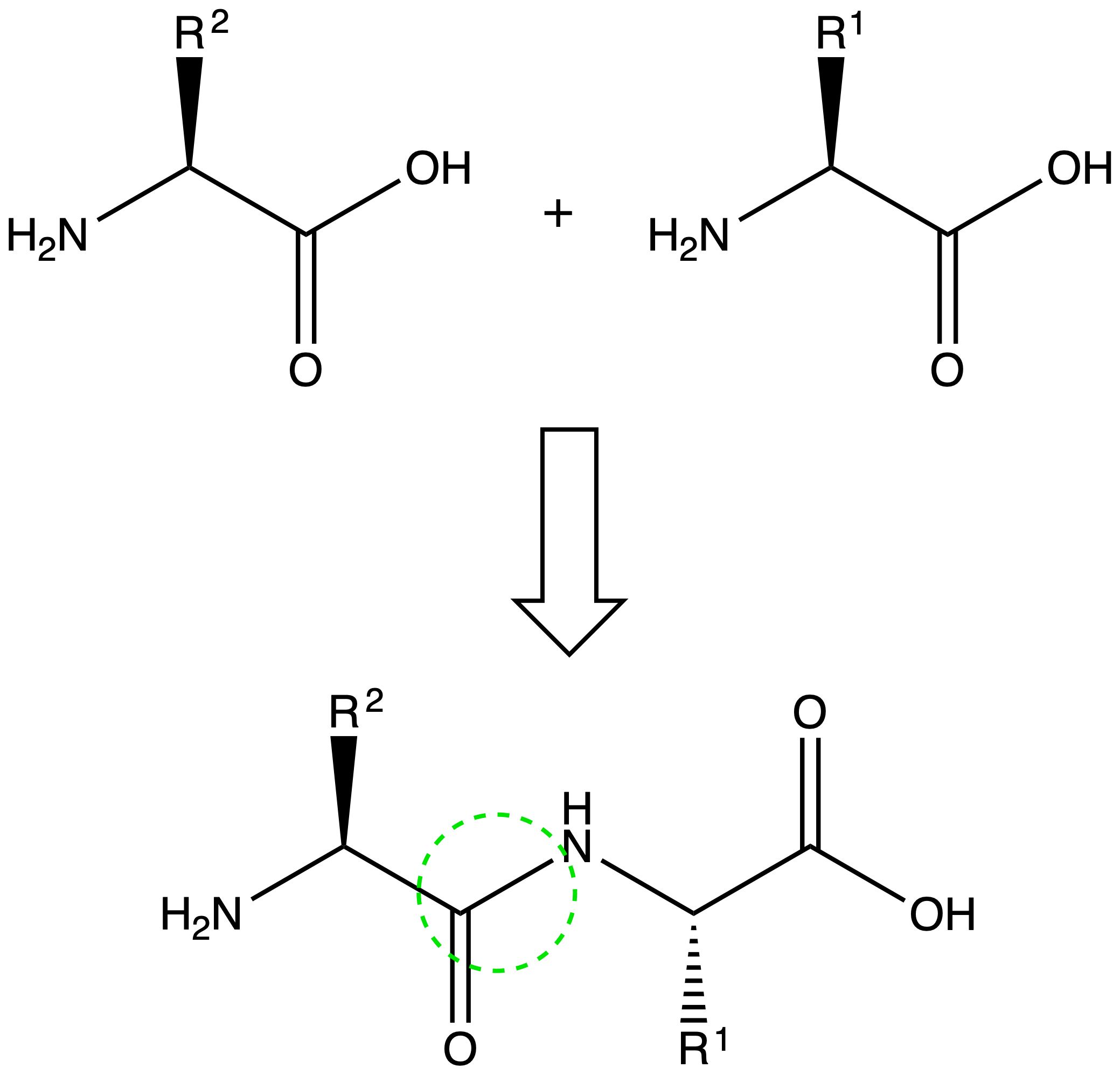 biopolymers_7.png